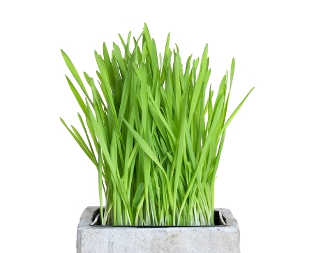 government sidebar grass